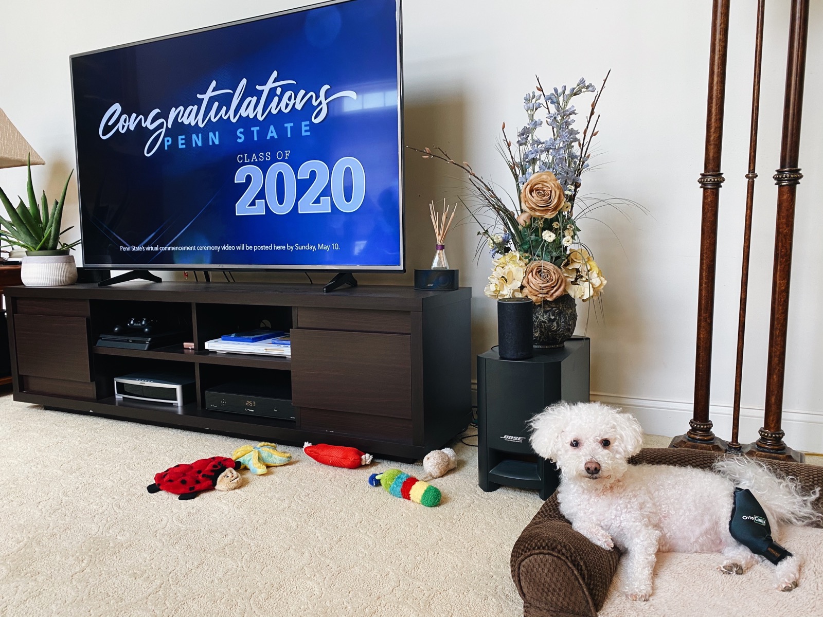 A Penn State virtual graduation screen with Pepper, Kate's childhood dog, sitting nearby.